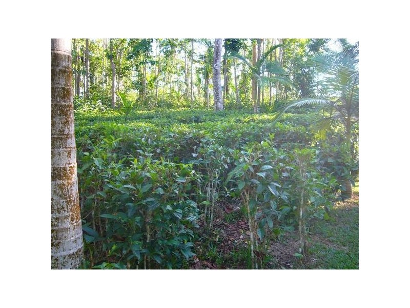 Mission Beach QLD 4852