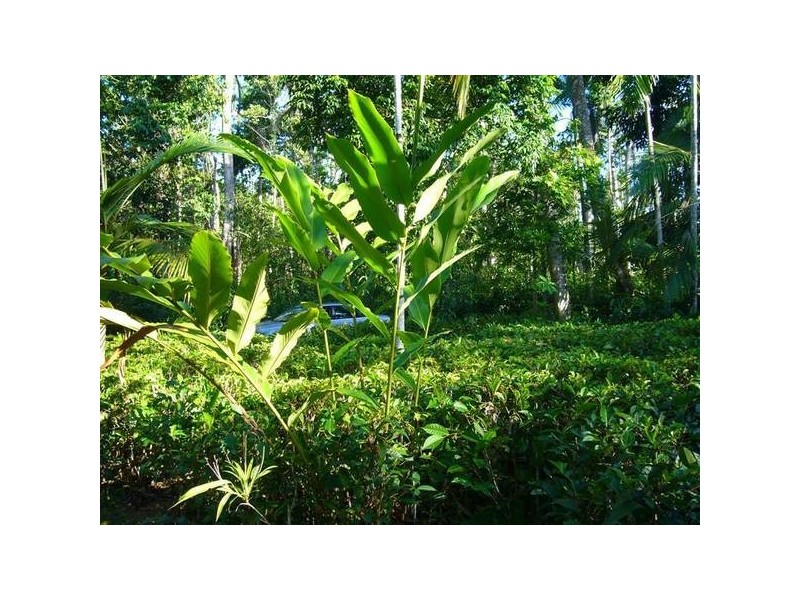 Mission Beach QLD 4852