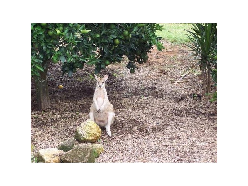 Mission Beach QLD 4852