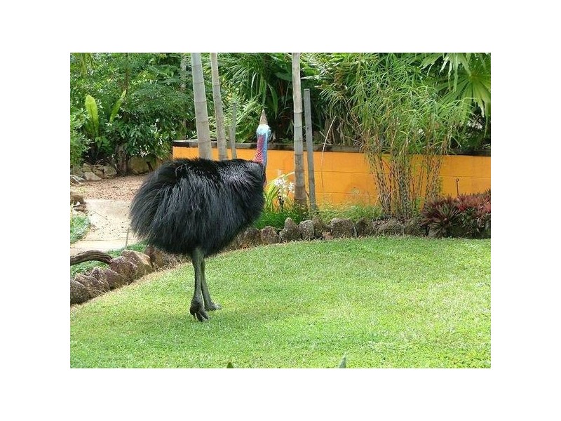 Mission Beach QLD 4852