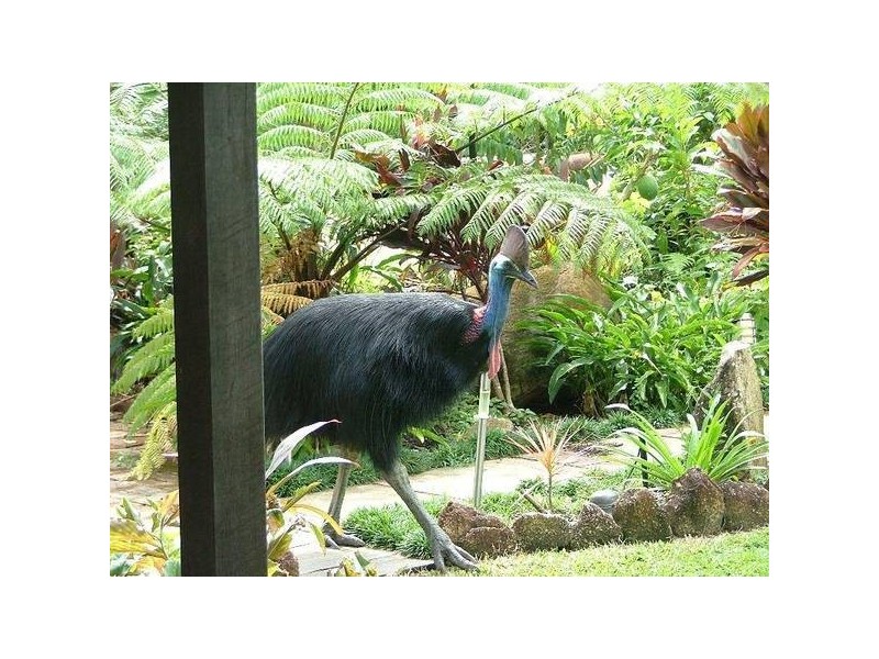 Mission Beach QLD 4852