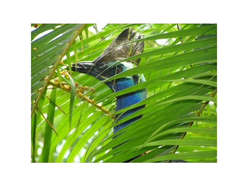 Mission Beach QLD 4852