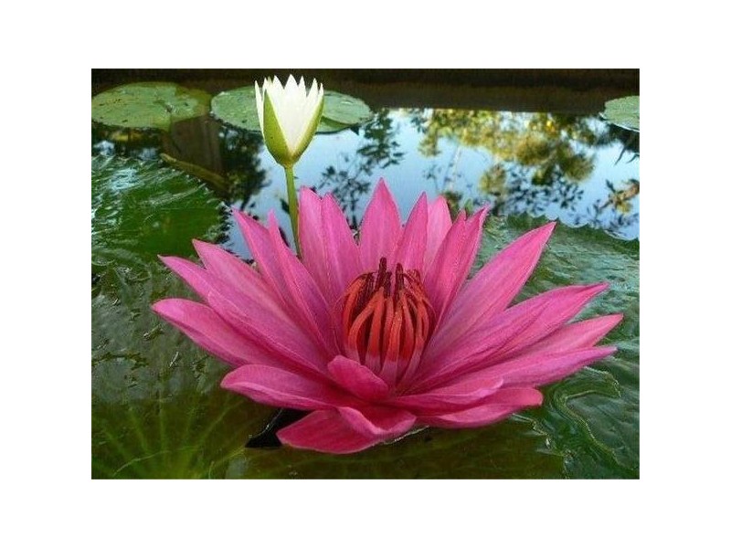 Mission Beach QLD 4852