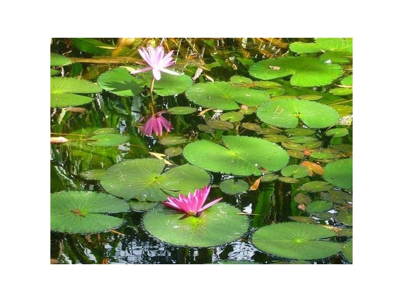 Mission Beach QLD 4852