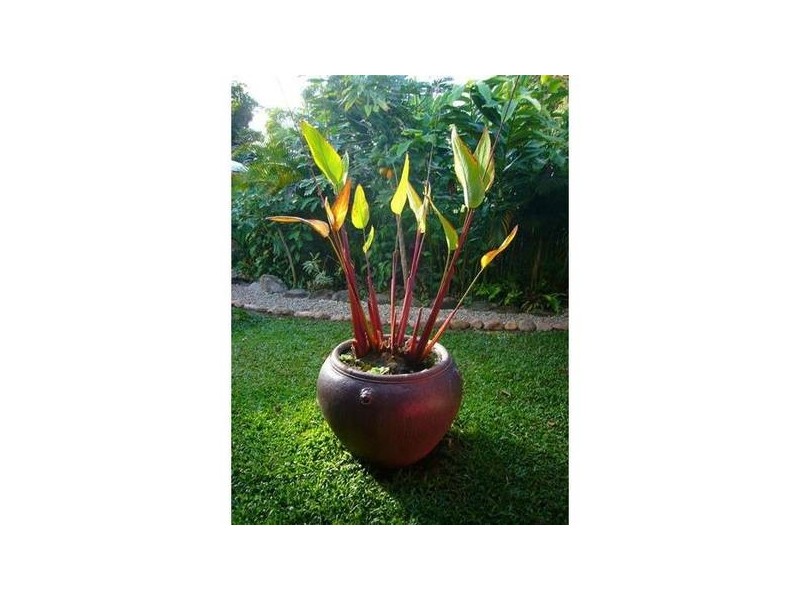 37 Pacific View Drive, Wongaling Beach QLD 4852