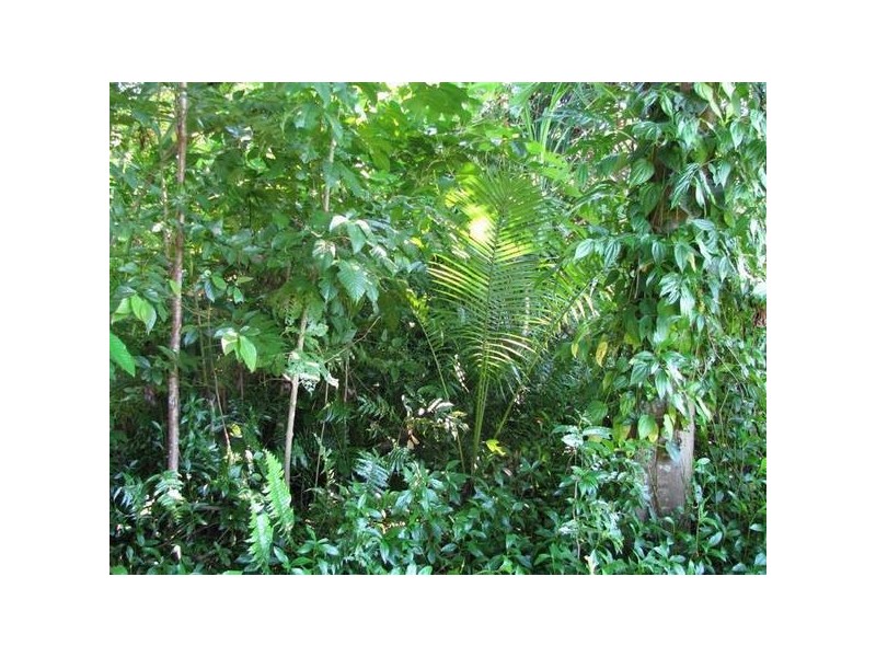 Mission Beach QLD 4852