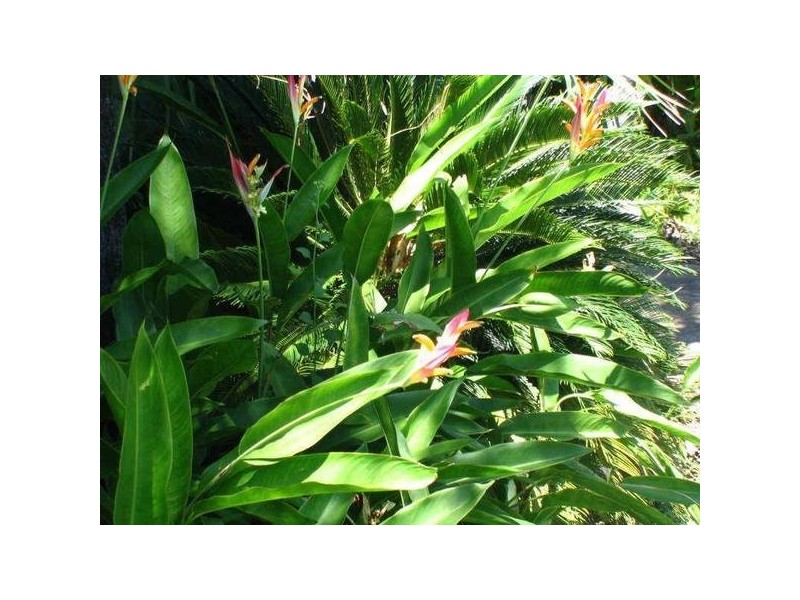 Mission Beach QLD 4852