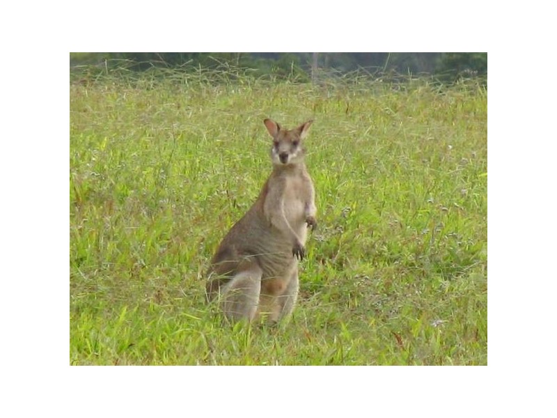 Mission Beach QLD 4852