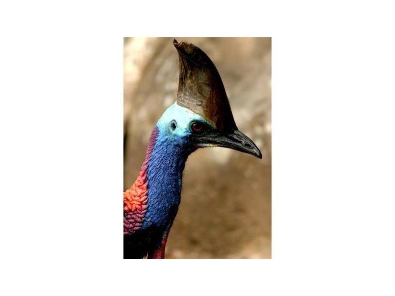 Mission Beach QLD 4852