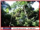 Granadilla QLD 4855