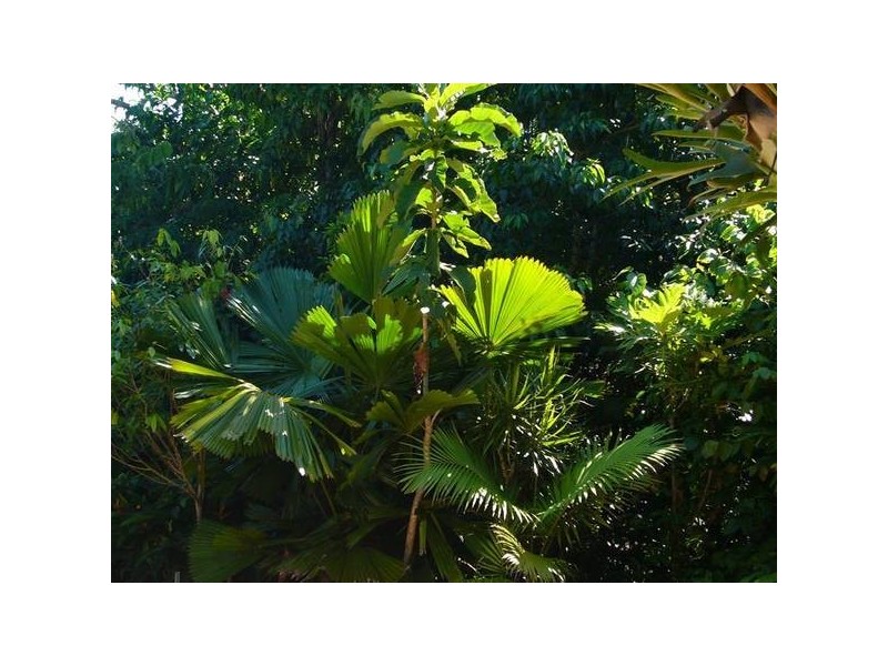 Mission Beach QLD 4852