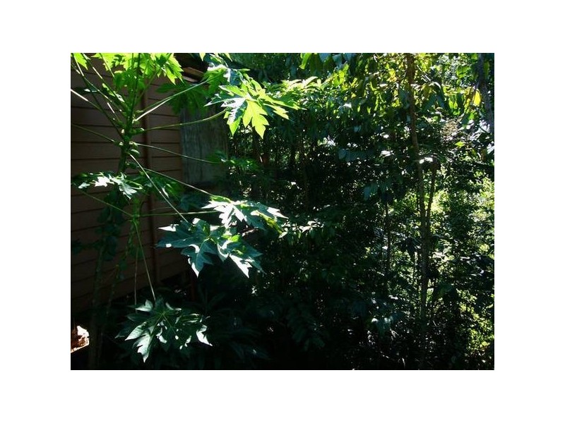 Mission Beach QLD 4852