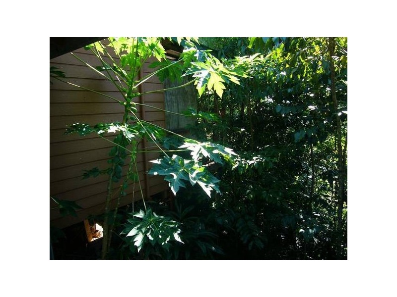 Mission Beach QLD 4852