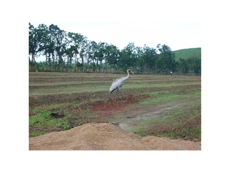 Mission Beach QLD 4852