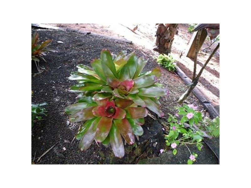 Mission Beach QLD 4852