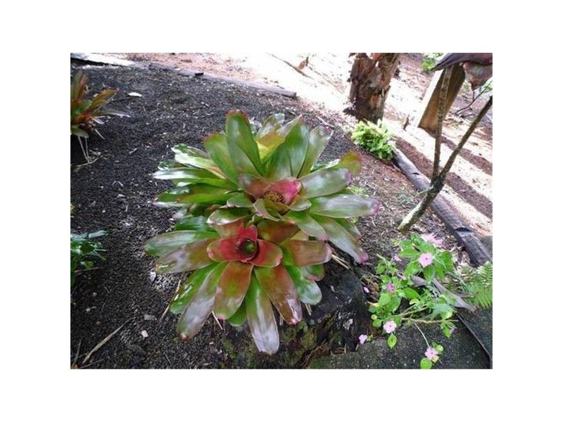 Mission Beach QLD 4852