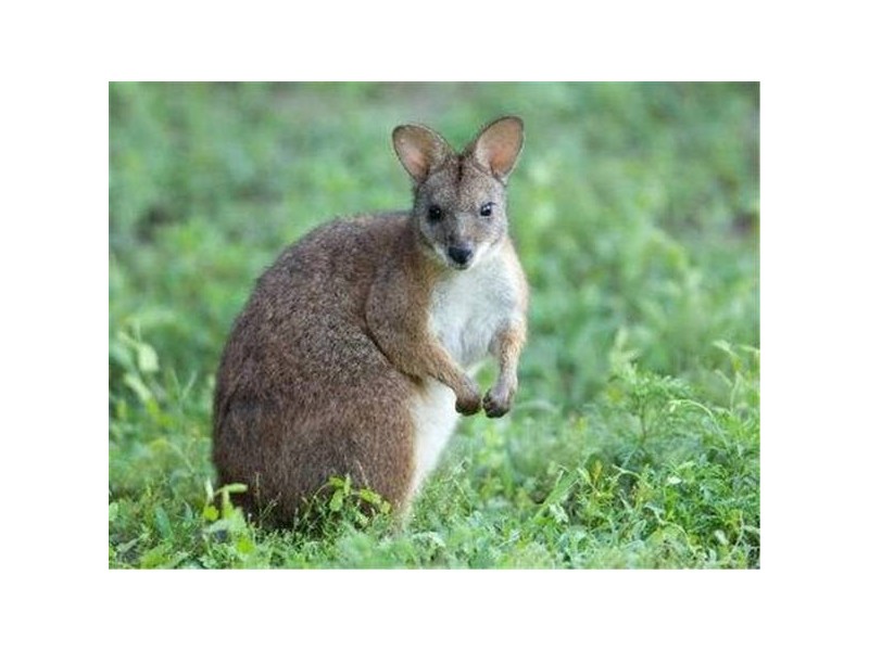 Mission Beach QLD 4852