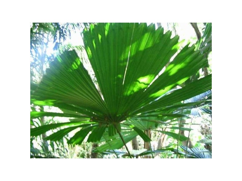 Mission Beach QLD 4852