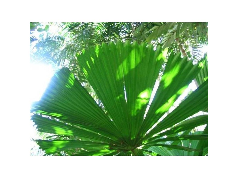 Mission Beach QLD 4852