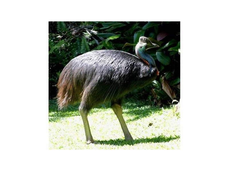 Mission Beach QLD 4852