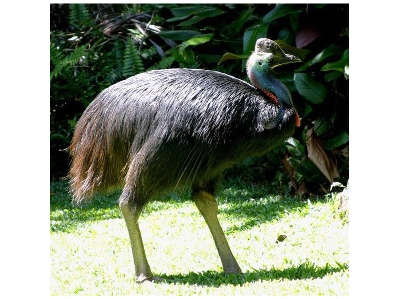 Mission Beach QLD 4852