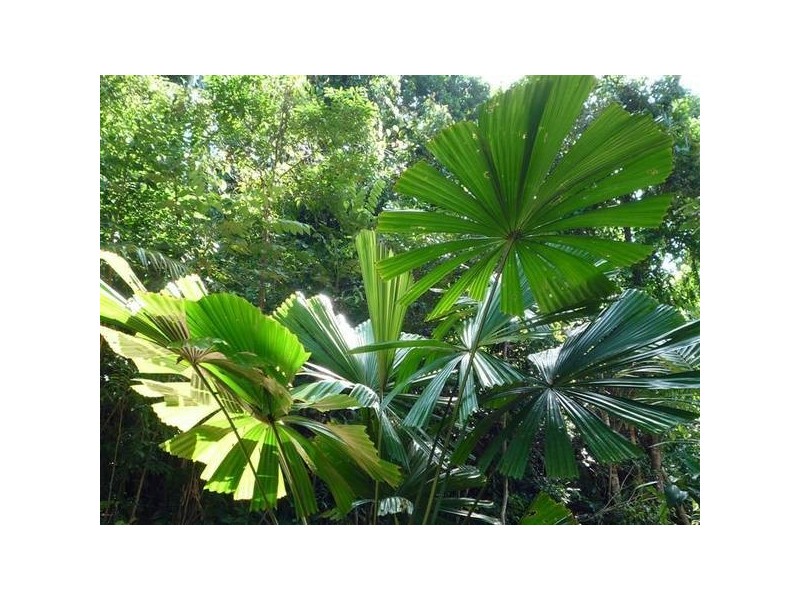 Mission Beach QLD 4852