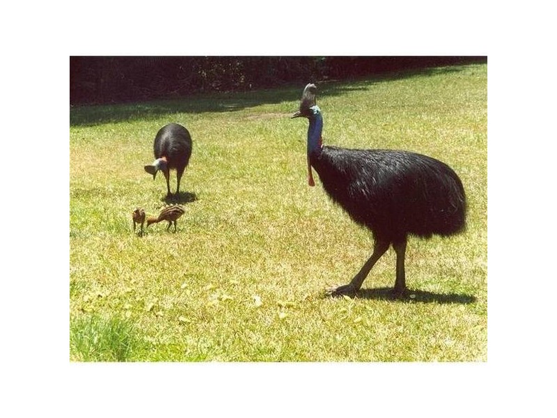 Mission Beach QLD 4852