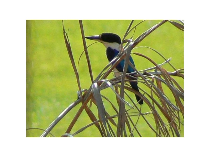 Mission Beach QLD 4852