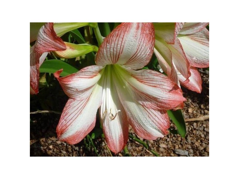 Wongaling Beach QLD 4852