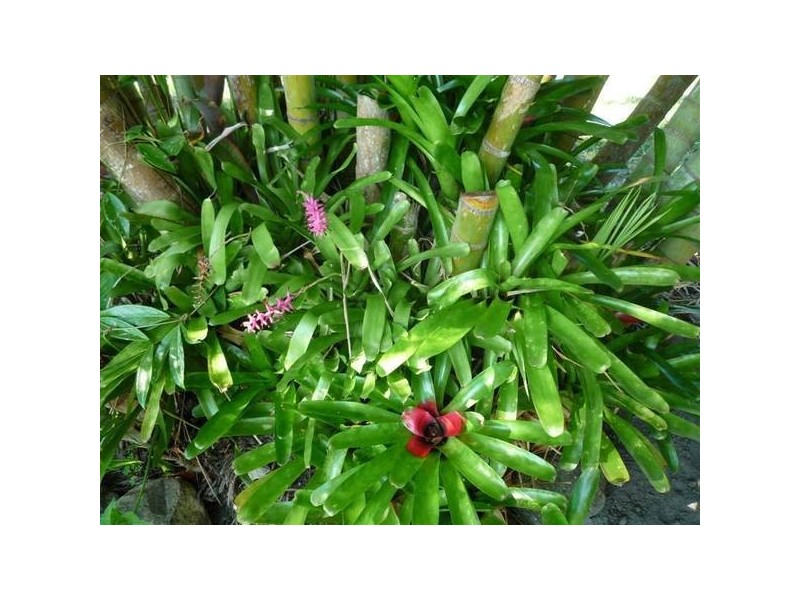 South Mission Beach QLD 4852