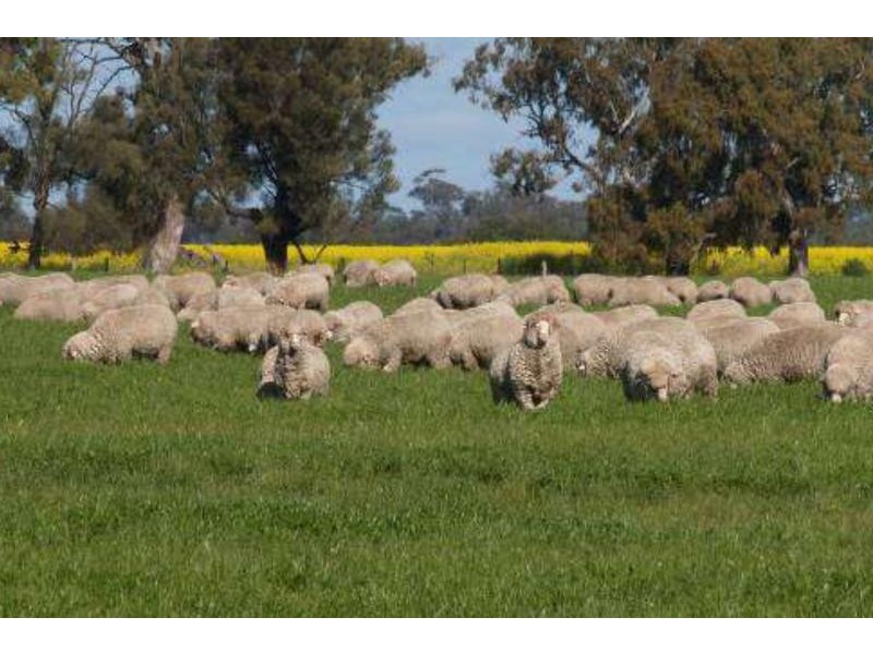 536 Benayeo Road, Apsley VIC 3319