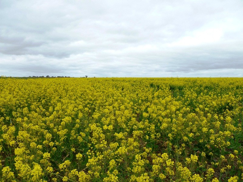 Peachs Flat Lane, Clear Lake VIC 3401