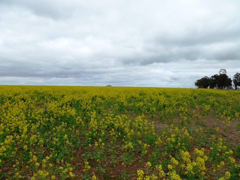 Peachs Flat Lane, Clear Lake VIC 3401