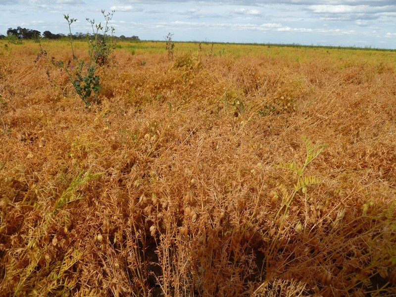 38 Tralee Lane, Longerenong VIC 3401