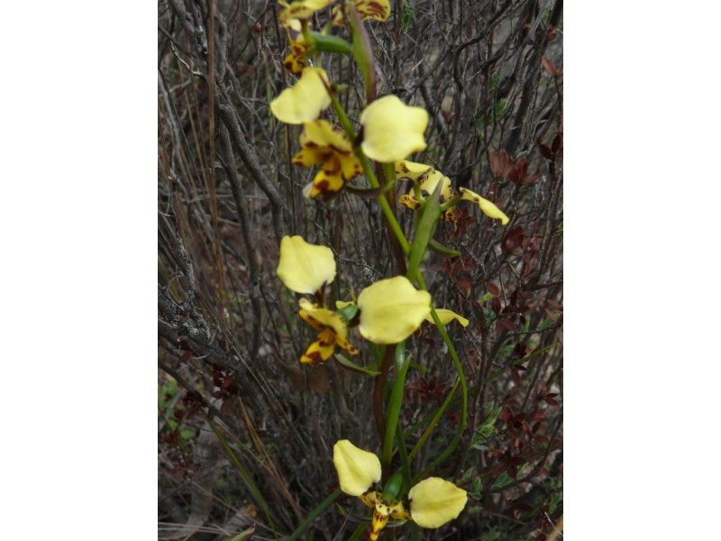 401 Fulbrooks Road, Dadswells Bridge VIC 3385