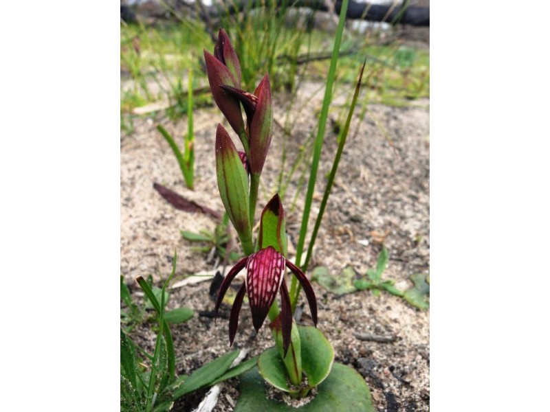 401 Fulbrooks Road, Dadswells Bridge VIC 3385