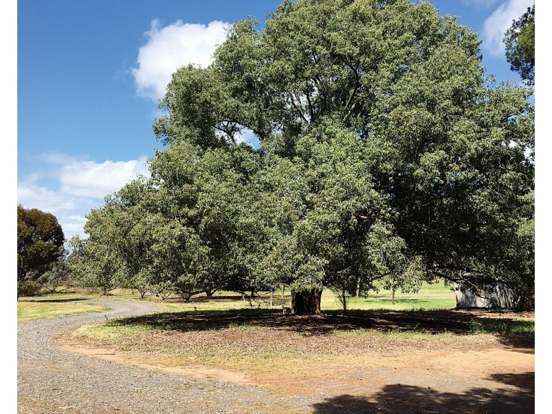 201 Jeparit East Road, Jeparit, Jeparit VIC 3423