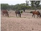 Warracknabeal VIC 3393