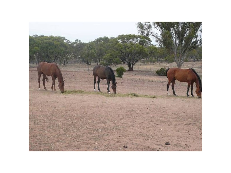 Warracknabeal VIC 3393