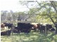 Harrow VIC 3317