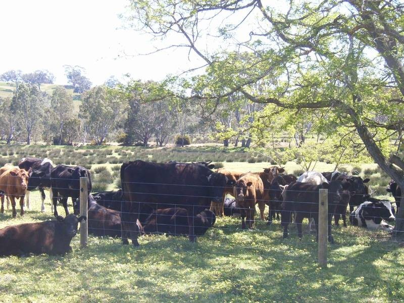 Harrow VIC 3317