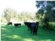 33 Wilsons Lane, Hickeys Creek NSW 2440