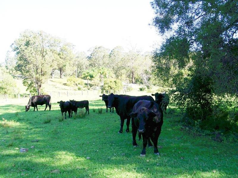 33 Wilsons Lane, Hickeys Creek NSW 2440