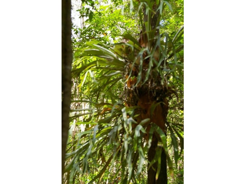 697 Beranghi Road, Crescent Head NSW 2440