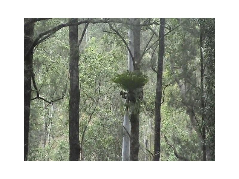 Lot 31 1085 Lower Creek Road, Lower Creek via, Kempsey NSW 2440