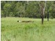 Lot 116 Bastows Lane, Collombatti NSW 2440