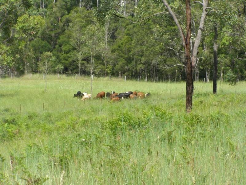 Lot 116 Bastows Lane, Collombatti NSW 2440