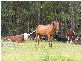 Kempsey NSW 2440