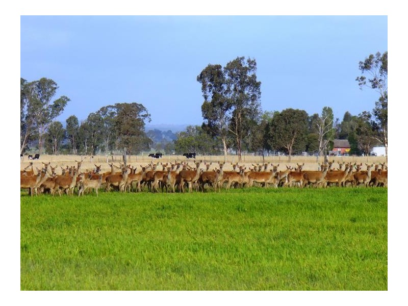 204 Luckmans road, Boisdale VIC 3860