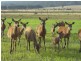 204 Luckmans Road, Boisdale VIC 3860